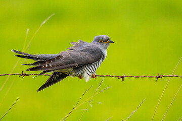 Coucou gris (Cuculus canorus, Common Cuckoo)