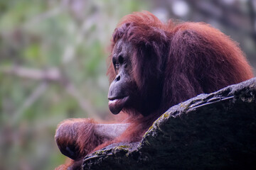 Orangutan