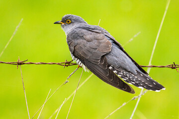 Coucou gris (Cuculus canorus, Common Cuckoo)