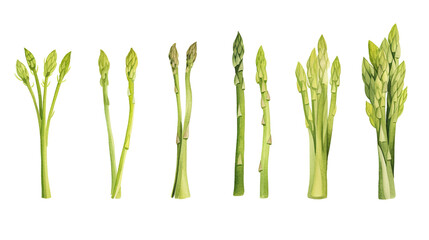 Sweet asparagus rendered in watercolor over a background