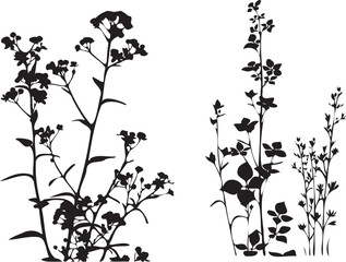 Plant with flowers black and white