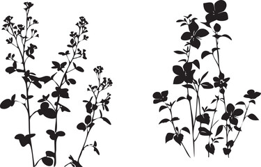 Plant with flowers black and white