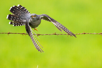 Coucou gris (Cuculus canorus, Common Cuckoo)