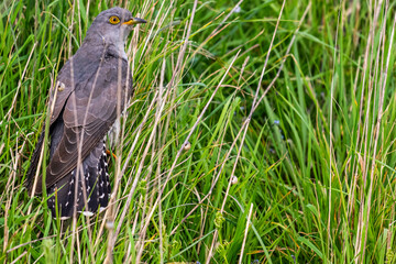 Coucou gris (Cuculus canorus, Common Cuckoo)