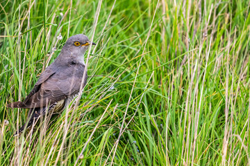 Coucou gris (Cuculus canorus, Common Cuckoo)