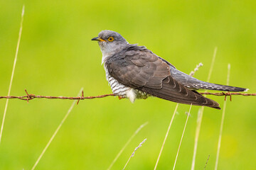 Coucou gris (Cuculus canorus, Common Cuckoo)