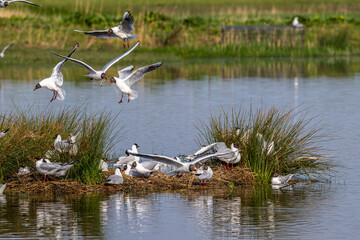 Mouette rieuse (Chroicocephalus ridibundus - Black-headed Gull)