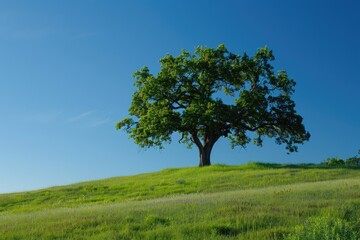 Fototapeta premium Oak Tree On Hill. Lush Green Tree Standing Majestically on Meadow Hill with Blue Sky Background