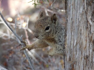 KODAK Digital Still Camera