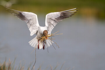 Mouette rieuse (Chroicocephalus ridibundus - Black-headed Gull)