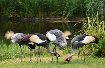 A group of Grey crowned crane or Balearica Regulorum, on green grass.