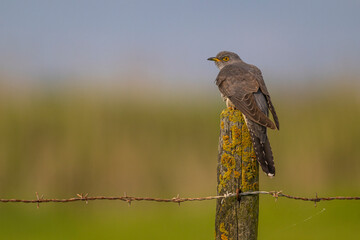 Coucou gris (Cuculus canorus, Common Cuckoo)