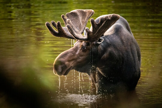 Moose in river, side profile