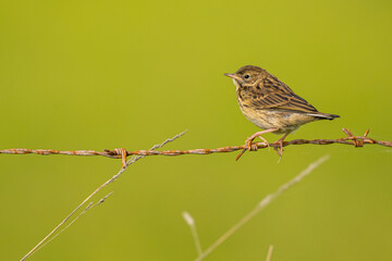 Pipit farlouse (Anthus pratensis - Meadow Pipit)