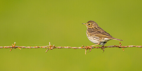 Pipit farlouse (Anthus pratensis - Meadow Pipit)