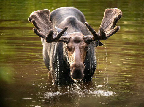 Moose in river