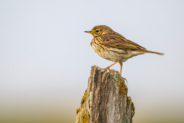Pipit farlouse (Anthus pratensis - Meadow Pipit)