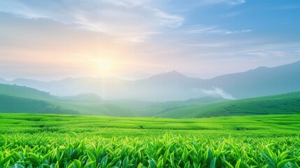 Fototapeta premium A beautiful green field with a mountain in the background