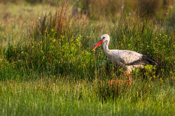 Cigogne blanche (Ciconia ciconia - White Stork)