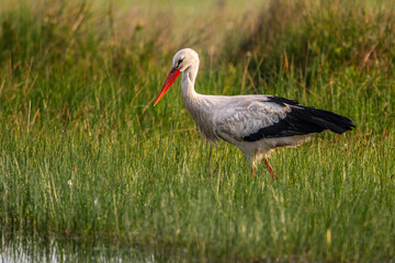 Cigogne blanche (Ciconia ciconia - White Stork)