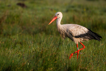 Cigogne blanche (Ciconia ciconia - White Stork)