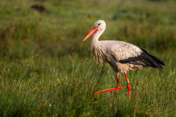 Cigogne blanche (Ciconia ciconia - White Stork)
