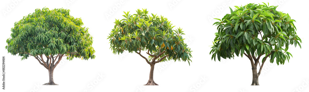 Poster mango trees collection isolated on transparent background
