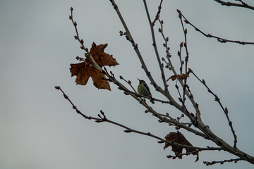 Winter sycamore and sunbird (Nectariniidae)