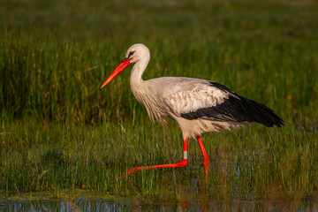Cigogne blanche (Ciconia ciconia - White Stork)