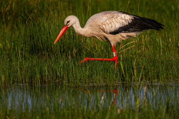 Cigogne blanche (Ciconia ciconia - White Stork)