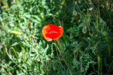 Hiking trail to waterfalls over river Caballos, Sierra de la Nieves National Park in Tolox, Malaga, Spain