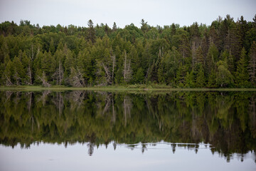 reflection of trees in water