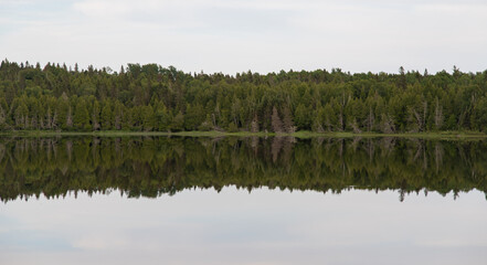 reflection of trees in water