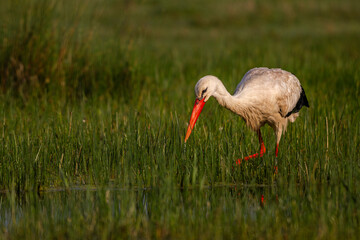 Cigogne blanche (Ciconia ciconia - White Stork)