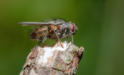 fly on leaf