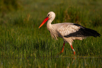 Cigogne blanche (Ciconia ciconia - White Stork)