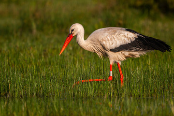 Cigogne blanche (Ciconia ciconia - White Stork)