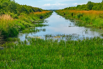 The old canal is swamped. Shallowing and overgrowing with fresh-water soldier (Stratiotes aloides). Anthropogenic succession