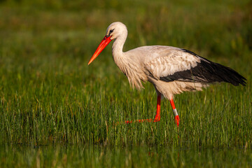 Cigogne blanche (Ciconia ciconia - White Stork)