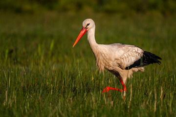 Cigogne blanche (Ciconia ciconia - White Stork)
