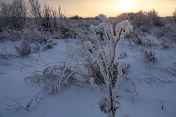 Cold northern winter, low dim disc during the winter solstice. Sedge and willow swamp in the boreal...