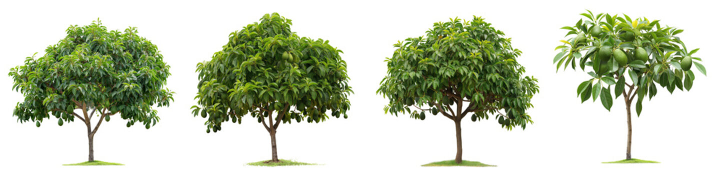 set of avocado trees with avocados isolated on transparent or white background