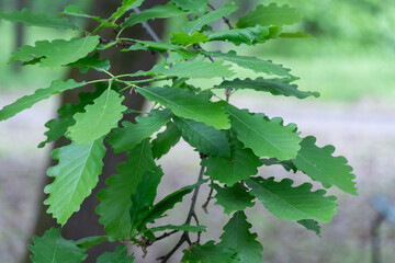 Green leaf of stately tree georgian oak is subspecie sessile oak. Majestic quercus petraea family beech fagaceae in botanical garden. Oak rocky deciduous large plant. Oak under protection.