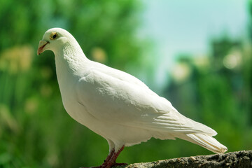 A white pigeon. A breed of pigeons (turbit) like paloma. Bird of peace