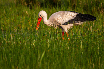 Cigogne blanche (Ciconia ciconia - White Stork)