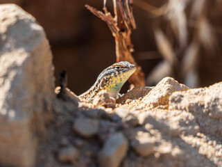 Close up of Side Blotched Lizard peering over rocks and stones.  Photograph taken in hills above Simi Valley California.