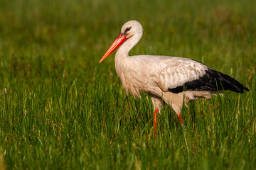 Cigogne blanche (Ciconia ciconia - White Stork)
