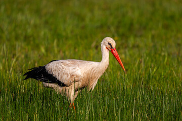 Cigogne blanche (Ciconia ciconia - White Stork)
