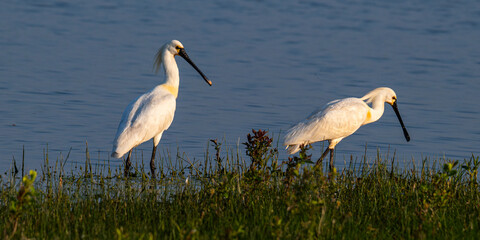 Spatule blanche (Platalea leucorodia - Eurasian Spoonbill)