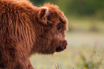 Veau Highland Cattle (vache écossaise)